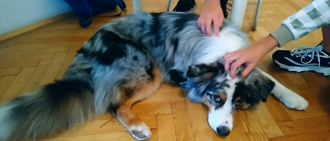 Motivation durch Therapiehund Dino 