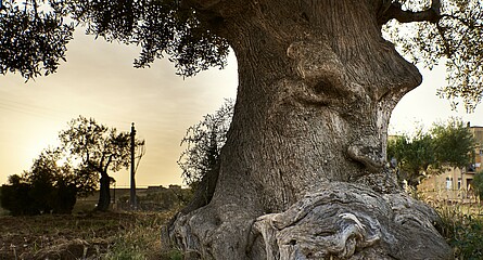Ein Baumstamm, der als Gesicht wahrgenommen werden kann